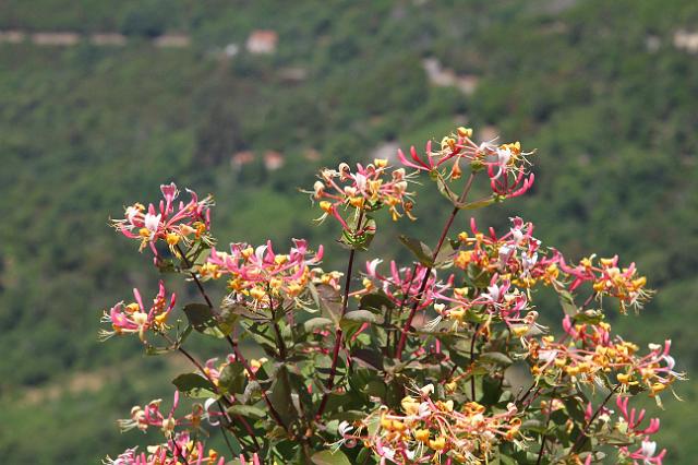 0056 Gorges du Prunelli.JPG